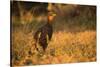 Chestnut-Bellied Guan Foraging in Grass-Joe McDonald-Stretched Canvas