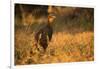 Chestnut-Bellied Guan Foraging in Grass-Joe McDonald-Framed Photographic Print