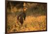 Chestnut-Bellied Guan Foraging in Grass-Joe McDonald-Framed Photographic Print