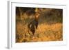 Chestnut-Bellied Guan Foraging in Grass-Joe McDonald-Framed Photographic Print