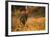 Chestnut-Bellied Guan Foraging in Grass-Joe McDonald-Framed Photographic Print