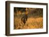 Chestnut-Bellied Guan Foraging in Grass-Joe McDonald-Framed Photographic Print