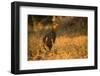 Chestnut-Bellied Guan Foraging in Grass-Joe McDonald-Framed Photographic Print