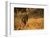 Chestnut-Bellied Guan Foraging in Grass-Joe McDonald-Framed Photographic Print