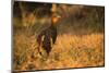 Chestnut-Bellied Guan Foraging in Grass-Joe McDonald-Mounted Photographic Print