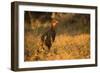 Chestnut-Bellied Guan Foraging in Grass-Joe McDonald-Framed Photographic Print