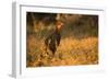 Chestnut-Bellied Guan Foraging in Grass-Joe McDonald-Framed Photographic Print