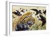 Chestnut-Bellied Helmetshrike (Prionops Caniceps), Malaconotidae-null-Framed Giclee Print