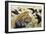 Chestnut-Bellied Helmetshrike (Prionops Caniceps), Malaconotidae-null-Framed Premium Giclee Print