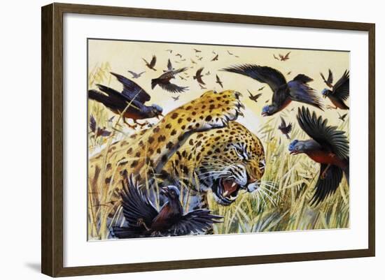 Chestnut-Bellied Helmetshrike (Prionops Caniceps), Malaconotidae-null-Framed Giclee Print