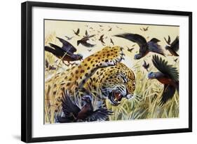 Chestnut-Bellied Helmetshrike (Prionops Caniceps), Malaconotidae-null-Framed Giclee Print