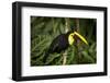 Chestnut-Billed Toucan, Rainforest, Selva Verde, Costa Rica-Rob Sheppard-Framed Photographic Print