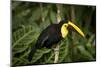 Chestnut-Billed Toucan, Rainforest, Selva Verde, Costa Rica-Rob Sheppard-Mounted Photographic Print