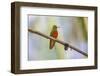 Chestnut-breasted Coronet, Ecuador-Adam Jones-Framed Photographic Print