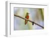 Chestnut-breasted Coronet, Ecuador-Adam Jones-Framed Photographic Print