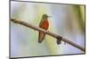 Chestnut-breasted Coronet, Ecuador-Adam Jones-Mounted Photographic Print