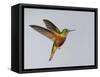 Chestnut-breasted Coronet in Flight-Arthur Morris-Framed Stretched Canvas