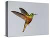 Chestnut-breasted Coronet in Flight-Arthur Morris-Stretched Canvas