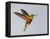 Chestnut-breasted Coronet in Flight-Arthur Morris-Framed Stretched Canvas