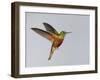 Chestnut-breasted Coronet in Flight-Arthur Morris-Framed Premium Photographic Print