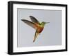 Chestnut-breasted Coronet in Flight-Arthur Morris-Framed Premium Photographic Print