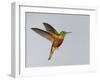 Chestnut-breasted Coronet in Flight-Arthur Morris-Framed Premium Photographic Print