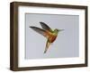 Chestnut-breasted Coronet in Flight-Arthur Morris-Framed Photographic Print