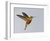 Chestnut-breasted Coronet in Flight-Arthur Morris-Framed Photographic Print