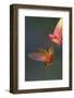 Chestnut-breasted coronet.-Ken Archer-Framed Photographic Print