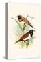 Chestnut Breasted Finch and Three Colored Mannikin-F.w. Frohawk-Stretched Canvas