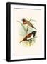 Chestnut Breasted Finch and Three Colored Mannikin-F.w. Frohawk-Framed Art Print