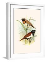 Chestnut Breasted Finch and Three Colored Mannikin-F.w. Frohawk-Framed Art Print