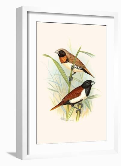 Chestnut Breasted Finch and Three Colored Mannikin-F.w. Frohawk-Framed Art Print