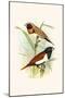 Chestnut Breasted Finch and Three Colored Mannikin-F.w. Frohawk-Mounted Art Print