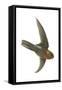Chestnut-Collared Swift (Cypseloides Rutilus), Birds-Encyclopaedia Britannica-Framed Stretched Canvas