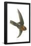 Chestnut-Collared Swift (Cypseloides Rutilus), Birds-Encyclopaedia Britannica-Framed Poster