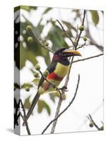 Chestnut-Eared Aracari Feeding on Fruits at Iguacu National Park, Brazil-Alex Saberi-Stretched Canvas