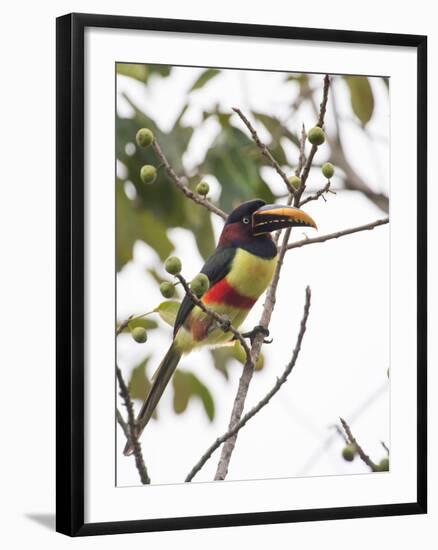 Chestnut-Eared Aracari Feeding on Fruits at Iguacu National Park, Brazil-Alex Saberi-Framed Photographic Print