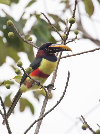 https://imgc.allpostersimages.com/img/posters/chestnut-eared-aracari-feeding-on-fruits-at-iguacu-national-park-brazil_u-L-Q135V880.jpg?artPerspective=n