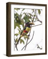 Chestnut-Eared Aracari Feeding on Fruits at Iguacu National Park, Brazil-Alex Saberi-Framed Photographic Print