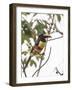 Chestnut-Eared Aracari Feeding on Fruits at Iguacu National Park, Brazil-Alex Saberi-Framed Photographic Print