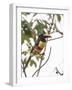 Chestnut-Eared Aracari Feeding on Fruits at Iguacu National Park, Brazil-Alex Saberi-Framed Photographic Print