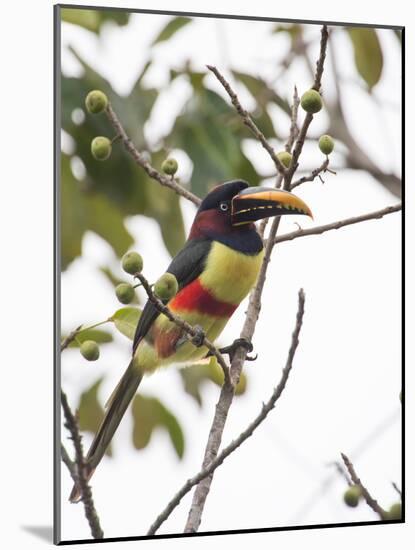 Chestnut-Eared Aracari Feeding on Fruits at Iguacu National Park, Brazil-Alex Saberi-Mounted Photographic Print