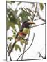 Chestnut-Eared Aracari Feeding on Fruits at Iguacu National Park, Brazil-Alex Saberi-Mounted Photographic Print