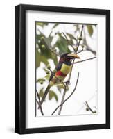 Chestnut-Eared Aracari Feeding on Fruits at Iguacu National Park, Brazil-Alex Saberi-Framed Premium Photographic Print