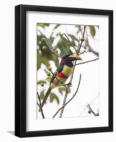 Chestnut-Eared Aracari Feeding on Fruits at Iguacu National Park, Brazil-Alex Saberi-Framed Premium Photographic Print