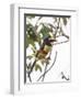 Chestnut-Eared Aracari Feeding on Fruits at Iguacu National Park, Brazil-Alex Saberi-Framed Premium Photographic Print