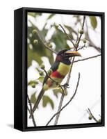 Chestnut-Eared Aracari Feeding on Fruits at Iguacu National Park, Brazil-Alex Saberi-Framed Stretched Canvas