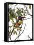 Chestnut-Eared Aracari Feeding on Fruits at Iguacu National Park, Brazil-Alex Saberi-Framed Stretched Canvas