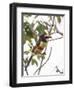 Chestnut-Eared Aracari Feeding on Fruits at Iguacu National Park, Brazil-Alex Saberi-Framed Photographic Print